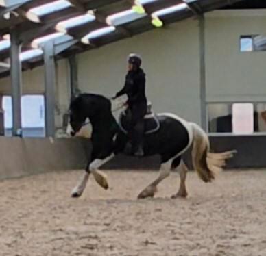 Paardrijlessen en coaching, Dieren en Toebehoren, Paarden