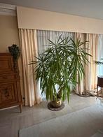 Grote binnenplant te koop, Huis en Inrichting, Kamerplanten, Ophalen, Palm, In pot, 100 tot 150 cm