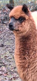 Alpaca merrie, Dieren en Toebehoren, Overige Dieren