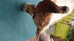 Opgezette vogel, Verzamelen, Dierenverzamelingen, Ophalen, Gebruikt, Vogel, Opgezet dier