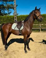 5j ruin ( Checkter x Non stop), Ruin, Zadelmak