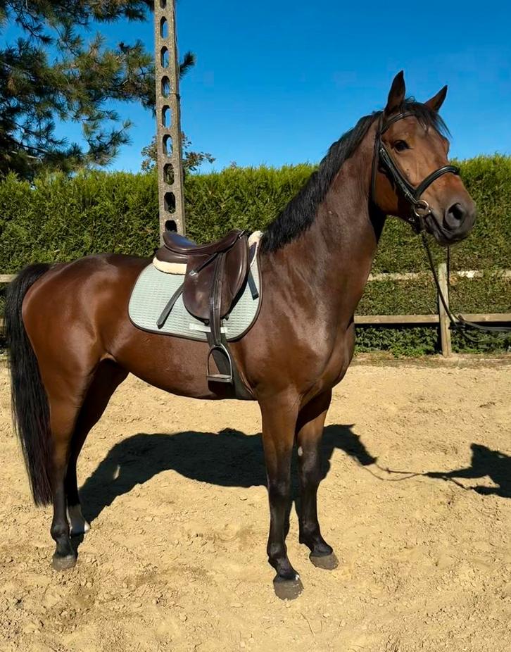 5j ruin ( Checkter x Non stop), Dieren en Toebehoren, Pony's, Ruin, Zadelmak