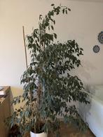 Ficus Benjamin, Huis en Inrichting, Kamerplanten, Ophalen, Ficus, In pot, 150 tot 200 cm