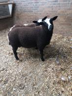 Jonge bonte dekram, Dieren en Toebehoren, Schapen, Geiten en Varkens, Mannelijk, Schaap