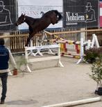 3j ruin Kasanova x Harley VDL, Dieren en Toebehoren, Springpaard, Gechipt, Ruin, 3 tot 6 jaar