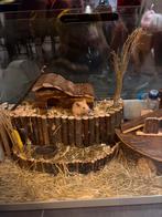 Hamster kooi glas met toebehoren, Dieren en Toebehoren, Kooi, Ophalen of Verzenden, Hamster