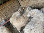 Mouton, Dieren en Toebehoren, Schapen, Geiten en Varkens