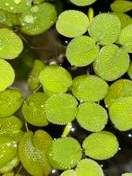 Salvinia minima. Drijvend aquarium plantje. 3+1 gratis, Ophalen, Zo goed als nieuw