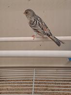 agaat rood mozaïek, Femelle, Canari de couleur