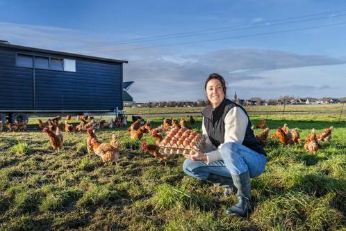 Leghen vrijeuitloop, Dieren en Toebehoren, Overige Dieren, Vrouwelijk