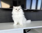 Britse langhaar, Dieren en Toebehoren, Kater, Met stamboom, 0 tot 2 jaar