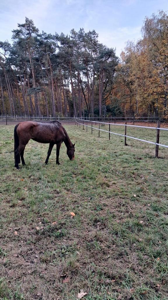 Weidemaatje gezocht / stal aangeboden, Dieren en Toebehoren, Stalling en Weidegang, Stalling, Weidegang, 1 paard of pony