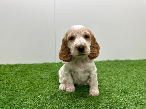 Nestjes van Engelse Cocker Spaniel pups, Dieren en Toebehoren, Honden | Retrievers, Spaniëls en Waterhonden, Meerdere dieren, Spaniël