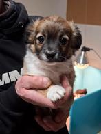 Chihuahua pup geboren 12 januari 2025, Dieren en Toebehoren, België, Fokker | Hobbymatig, Reu, CDV (hondenziekte)