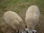 schapen, Dieren en Toebehoren, Schapen, Geiten en Varkens, Mannelijk, Schaap, 0 tot 2 jaar