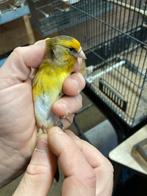 Kruising grote distelvink x kanarie, Dieren en Toebehoren, Mannelijk, Wildzangvogel