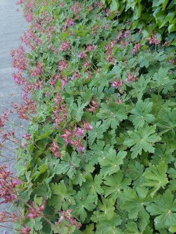 PLANT NU mooie bodembedekker geranium macrorrhizum 0,90 EUR  beschikbaar voor biedingen