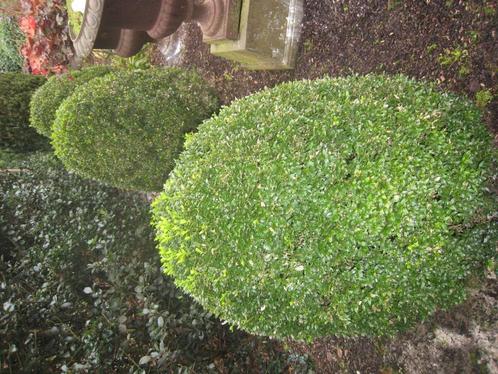 buxusbol, Jardin & Terrasse, Plantes | Arbustes & Haies, Arbuste, Buis, 100 à 250 cm, Enlèvement