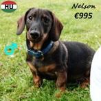 Teckel Elton, Nelson, Wilson & Anton - Ruwharige pups, 15 weken tot 1 jaar, Buitenland, CDV (hondenziekte), Meerdere
