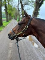 Quarter horse merrie, Dieren en Toebehoren, Paarden, Merrie, Minder dan 160 cm, Gechipt, Niet van toepassing