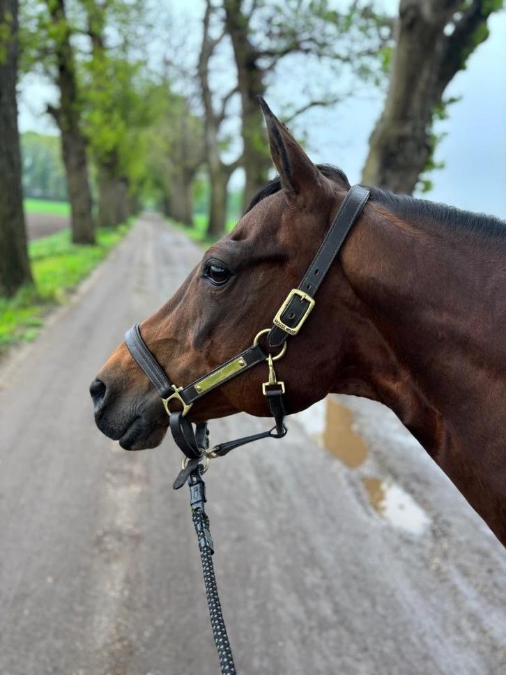 Quarter horse merrie, Dieren en Toebehoren, Paarden, Merrie, Niet van toepassing, Minder dan 160 cm, 11 jaar of ouder, Westernpaard