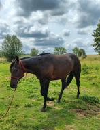 Quarter horse, Dieren en Toebehoren, Paarden, Hengst, 3 tot 6 jaar