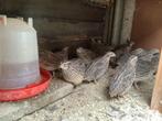 Kwartels, Dieren en Toebehoren, Overige soorten