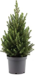 bomen voor teelt - mini-kerst bomen Pinaceae, Ophalen, Gebruikt, Overige typen