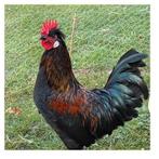 Gratis 1 lieve haan, Dieren en Toebehoren, Pluimvee, Mannelijk, Kip