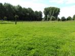 weide voor schapen, Weidegang