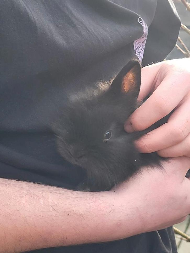 Petits lapins nains, Animaux & Accessoires, Lapins