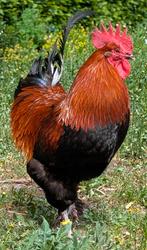 Haan Marans. Zwart koperhals, Dieren en Toebehoren, Pluimvee
