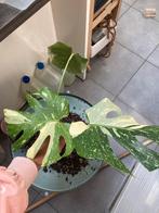 Monstera Thai Constellation gewortelde stekken, Huis en Inrichting, Ophalen