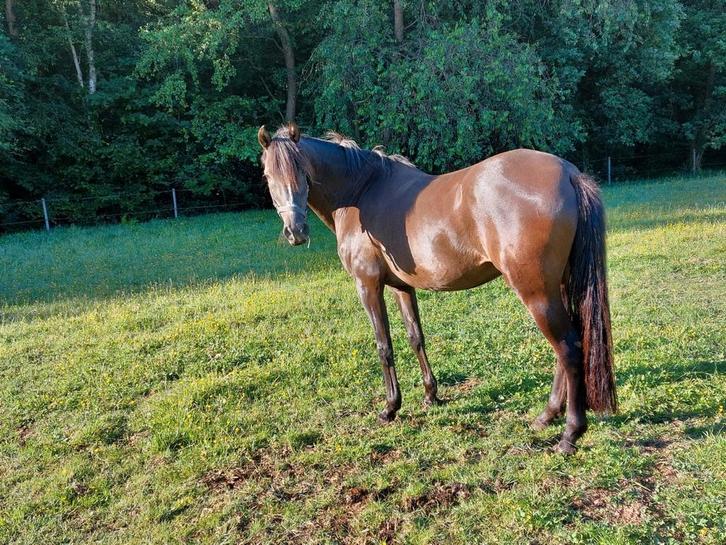 Paard zoekt goede thuis, Dieren en Toebehoren, Paarden