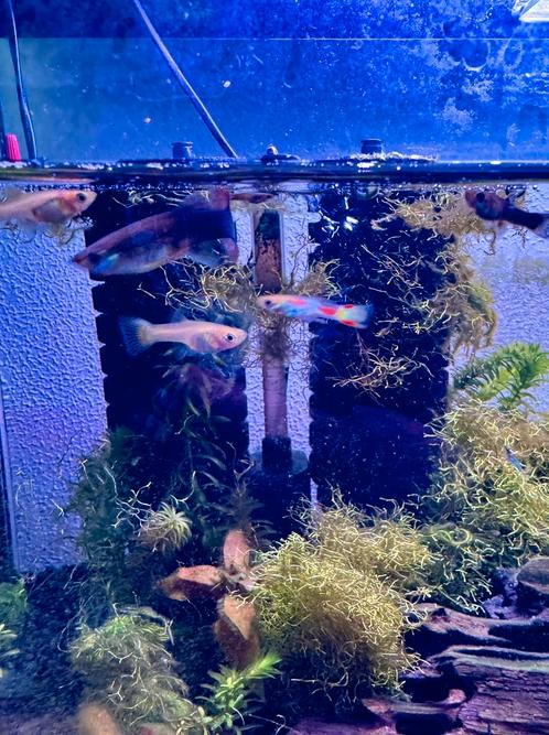Guppies, Dieren en Toebehoren, Vissen | Aquariumvissen