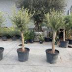 ‼️olijfbomen olea europaea aan promoprijzen ‼️, Jardin & Terrasse, Plantes | Arbres, Enlèvement