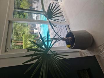 bismarkia nobilis palmboom beschikbaar voor biedingen