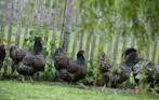 Broedeieren barnevelder, Dieren en Toebehoren, Pluimvee