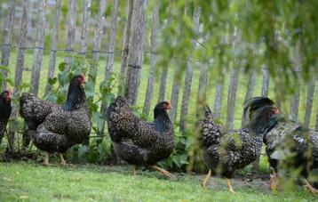 Broedeieren barnevelder, Dieren en Toebehoren, Pluimvee