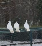 3 jonge witte sierduiven