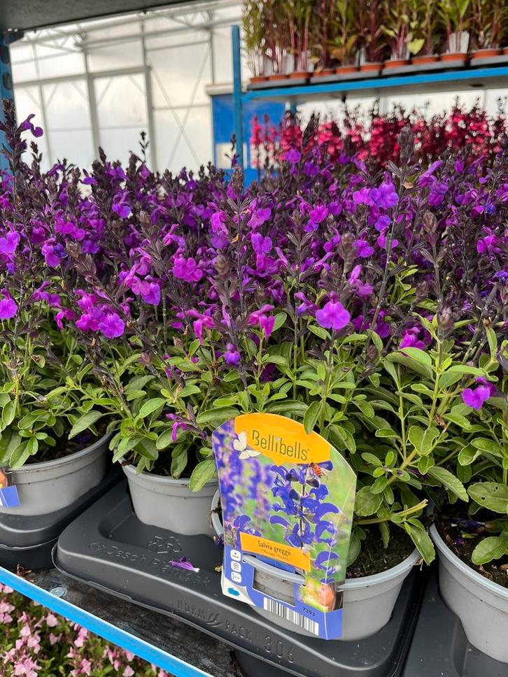 Salvia microphylla ‘Mirage Violet’ P17, Tuin en Terras, Planten | Tuinplanten, Vaste plant, Volle zon, Zomer, Ophalen