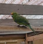 3 kakariki's te koop, Dieren en Toebehoren