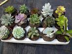 Vetplanten (klein), Huis en Inrichting, Kamerplanten, Ophalen, Vetplant, Minder dan 100 cm, Bloeiende kamerplant