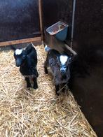 2 hermelijn dwerggeiten bokjes., Mannelijk, Geit