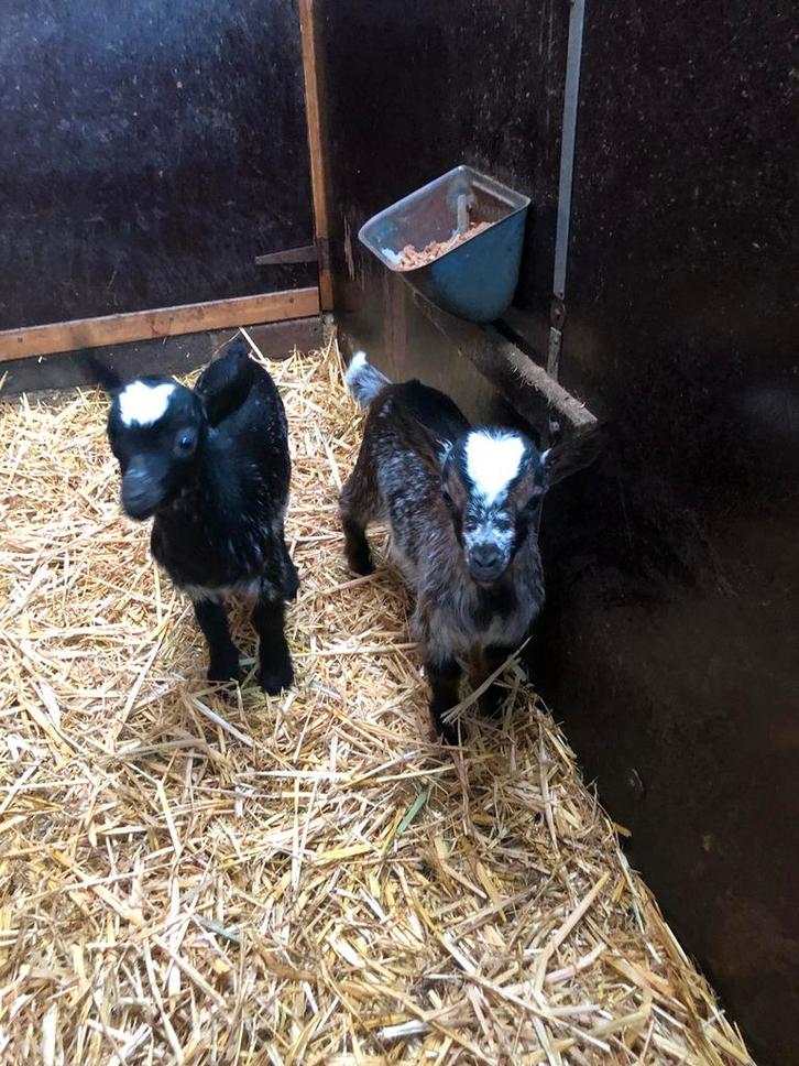2 hermelijn dwerggeiten bokjes., Dieren en Toebehoren, Schapen, Geiten en Varkens, Geit, Mannelijk