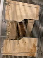 Te koop: vrouwtjeshamster met kooi –, Ophalen of Verzenden, Zo goed als nieuw, Kooi