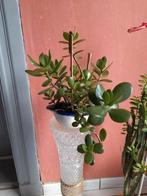 Verschillende kleine jadebomen - Succulente planten, Ophalen of Verzenden