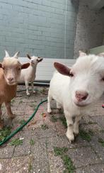 Dwergeitjes, Dieren en Toebehoren, Meerdere dieren, Geit, 0 tot 2 jaar