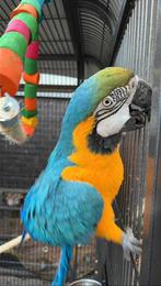 Ara ararauna 2020 male, Animaux & Accessoires, Oiseaux | Perruches & Perroquets, Mâle