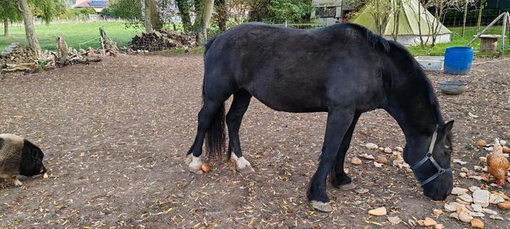 Rustige 9 jarige merrie. Ongeveer 1,60m schoft., Dieren en Toebehoren, Paarden, Merrie